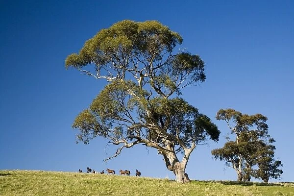 Horses and Gum trees near Angaston, Barossa Valley, South Australia, Australia