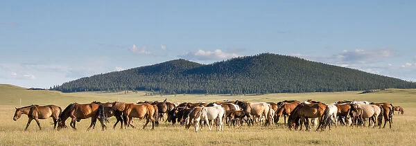 Horses being herded by riders. Mongolia