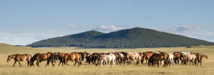 Framed Print : Horses being herded by riders. Mongolia