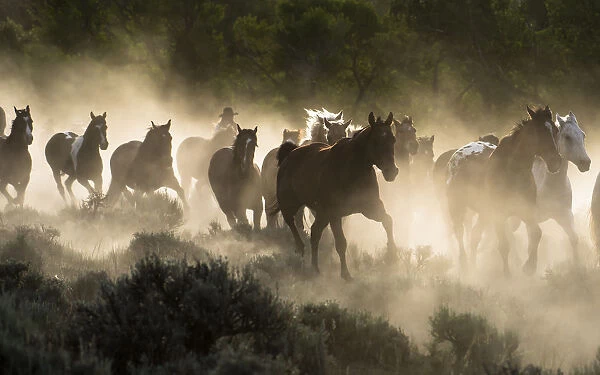 Horses being herded by a wrangler, backlit at sunrise