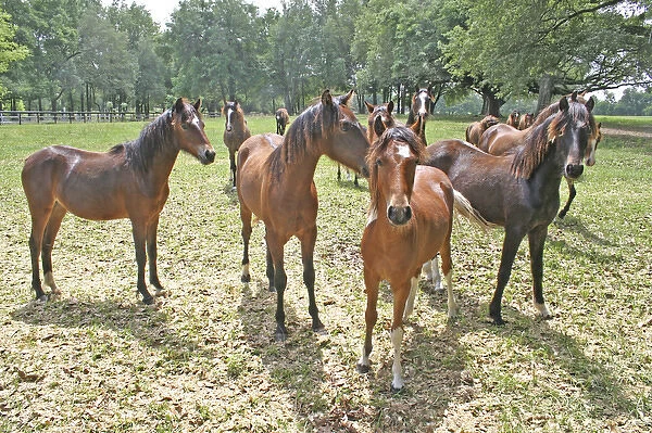 Horses on horse farm Ocala Florida