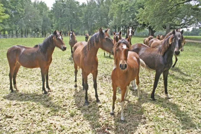 Framed Print : Horses on horse farm Ocala Florida Framed Print : Horses on horse farm Ocala Florida