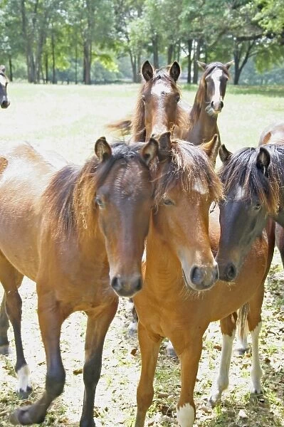 Horses on horse farm Ocala Florida
