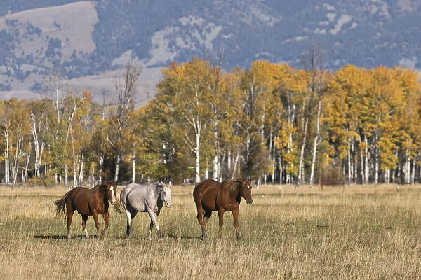 Horses just outside, Grand Teton National Park, Wyoming