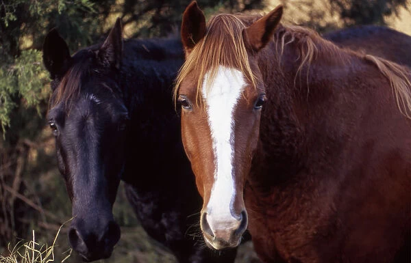 Two horses looking into camera