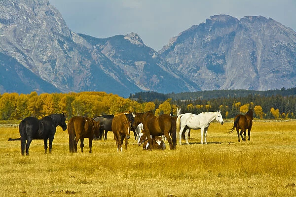 horses in the meadow, Elk Ranch Flats, Grand Teton National Park, Wyoming, USA