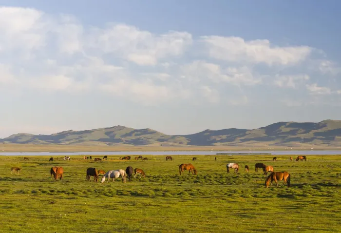 Framed Print : Horses on their mountain pasture at lake Song Kol (Son Kul, Songkol, Song-Koel) Framed Print : Horses on their mountain pasture at lake Song Kol (Son Kul, Songkol, Song-Koel)