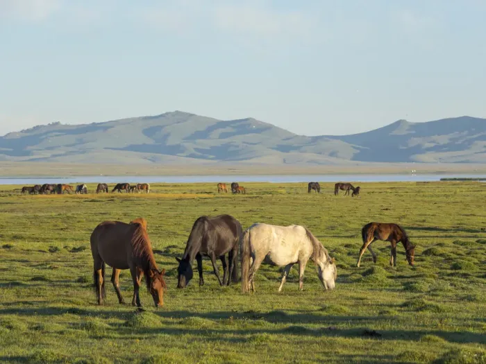 Framed Print : Horses on their mountain pasture at lake Song Kol (Son Kul, Songkol, Song-Koel)