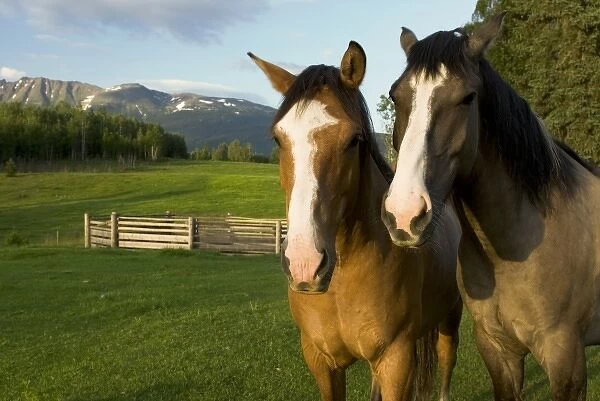 Horses in pasture, British Columbia
