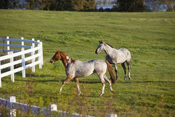 Horses in pasture near Polson Montana