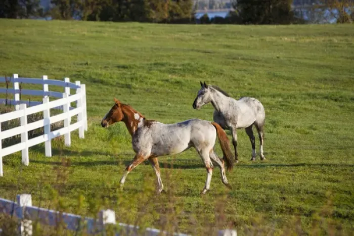 Framed Print : Horses in pasture near Polson Montana Framed Print : Horses in pasture near Polson Montana