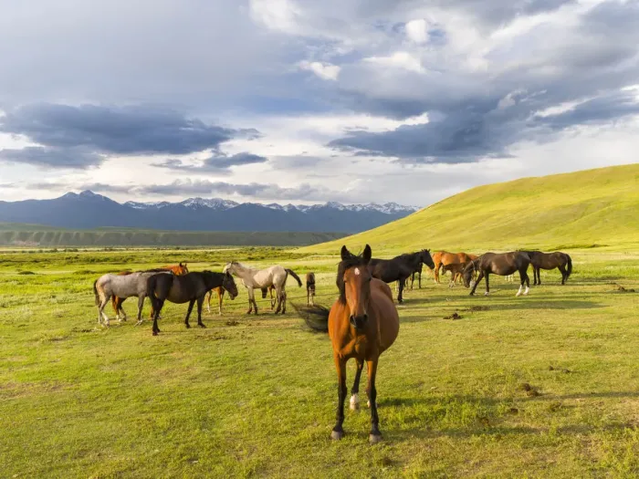 Framed Print : Horses for the production of milk, kumys and meat. A typical farm on the Suusamyr plain