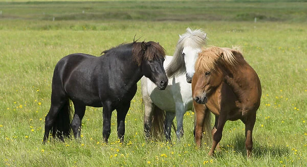 Horses on the ranch, south Iceland