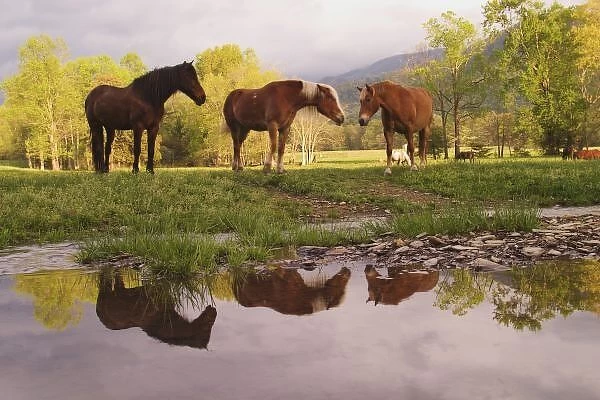 Horses reflected