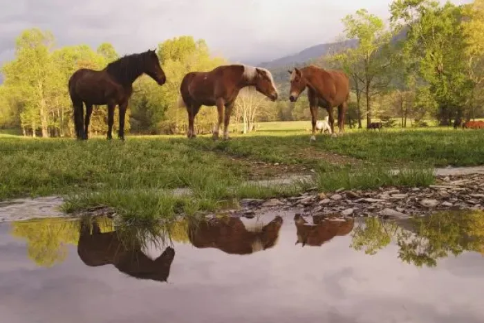 Framed Print : Horses reflected Framed Print : Horses reflected