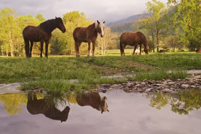 Framed Print : Horses reflected in small stream, Cades Cove, Great Smoky Mountains N. P. TN Framed Print : Horses reflected in small stream, Cades Cove, Great Smoky Mountains N. P. TN