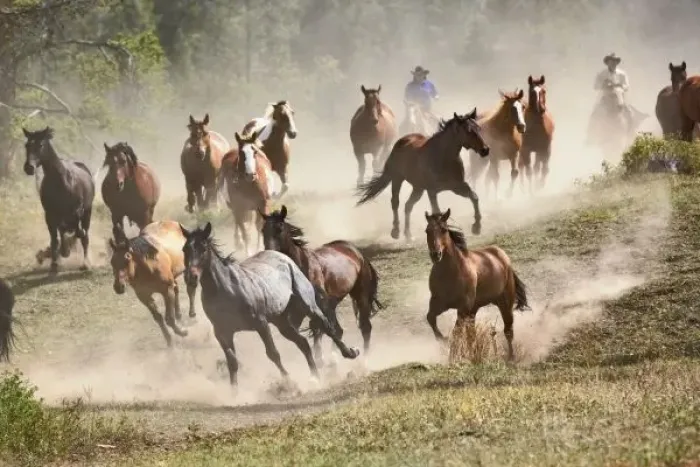 Framed Print : Horses running Framed Print : Horses running