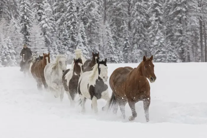 Framed Print : Horses running through fresh snow during roundup, Kalispell, Montana Framed Print : Horses running through fresh snow during roundup, Kalispell, Montana