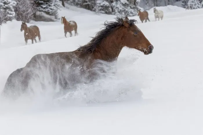 Framed Print : Horses running through fresh snow during roundup, Kalispell, Montana Framed Print : Horses running through fresh snow during roundup, Kalispell, Montana