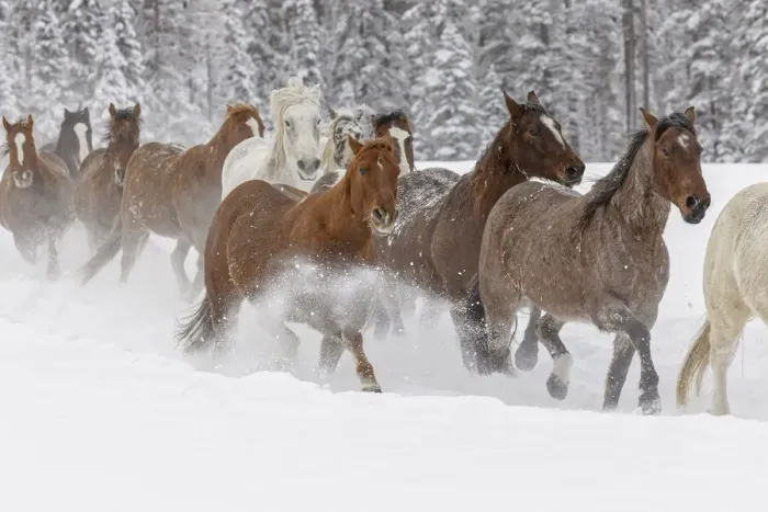 Framed Print : Horses running through fresh snow during roundup, Kalispell, Montana Framed Print : Horses running through fresh snow during roundup, Kalispell, Montana