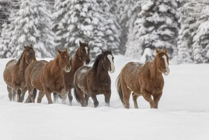 Framed Print : Horses running through fresh snow during roundup, Kalispell, Montana Framed Print : Horses running through fresh snow during roundup, Kalispell, Montana