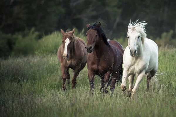 Three horses running through a green grassy field