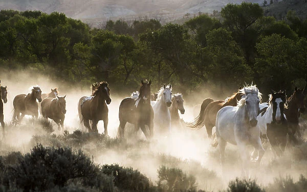 Horses running, kicking up dust at sunrise