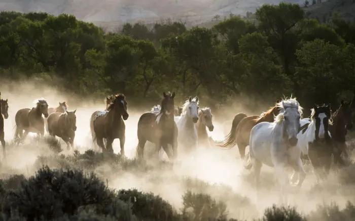 Framed Print : Horses running, kicking up dust at sunrise
