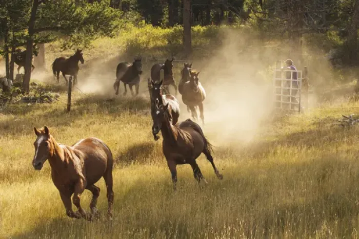 Framed Print : Horses running into pasture in early morning light