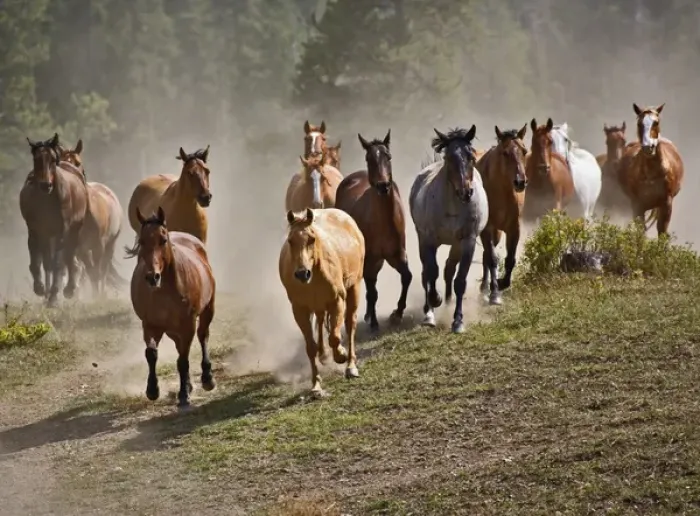 Framed Print : Horses running during roundup, Montana