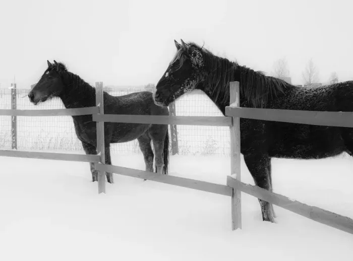 Framed Print : Horses in standing in snowy weather, Edgewood, New Mexico Framed Print : Horses in standing in snowy weather, Edgewood, New Mexico
