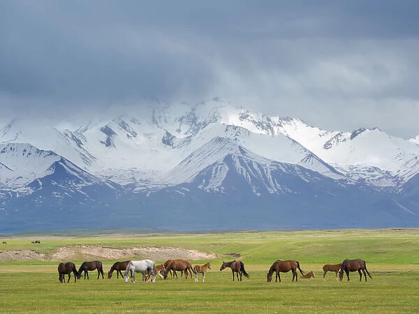Horses on their summer pasture. Alaj Valley in front of the Trans-Alay mountain range in