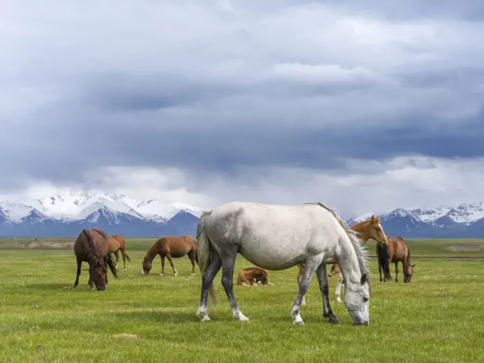 Framed Print : Horses on their summer pasture. Alaj Valley in front of the Trans-Alay mountain range in Framed Print : Horses on their summer pasture. Alaj Valley in front of the Trans-Alay mountain range in