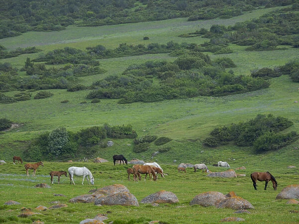 Horses on their summer pasture. National Park Besch Tasch in the Talas Alatoo mountain