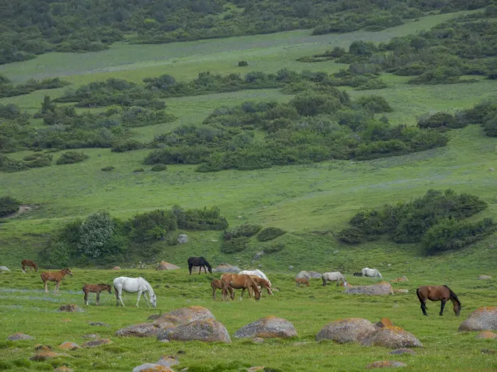 Framed Print : Horses on their summer pasture. National Park Besch Tasch in the Talas Alatoo mountain