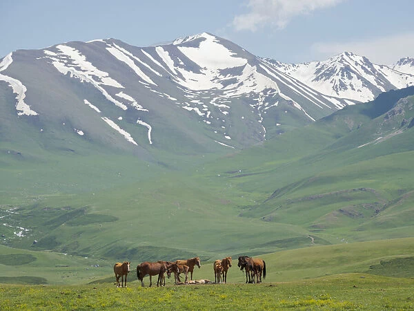 Horses on summer pasture. The Suusamyr plain, a high valley in Tien Shan Mountains