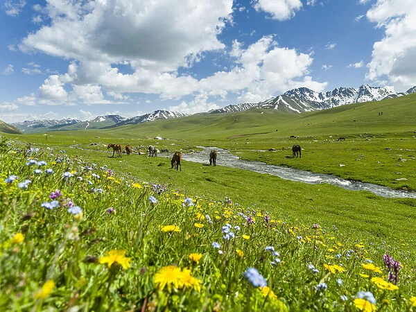 Horses on summer pasture. The Suusamyr plain, a high valley in Tien Shan Mountains