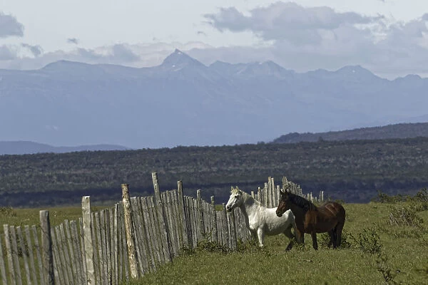 Horses, Tierra del Fuego, Chile, South AmericaPatagonia, Patagonia