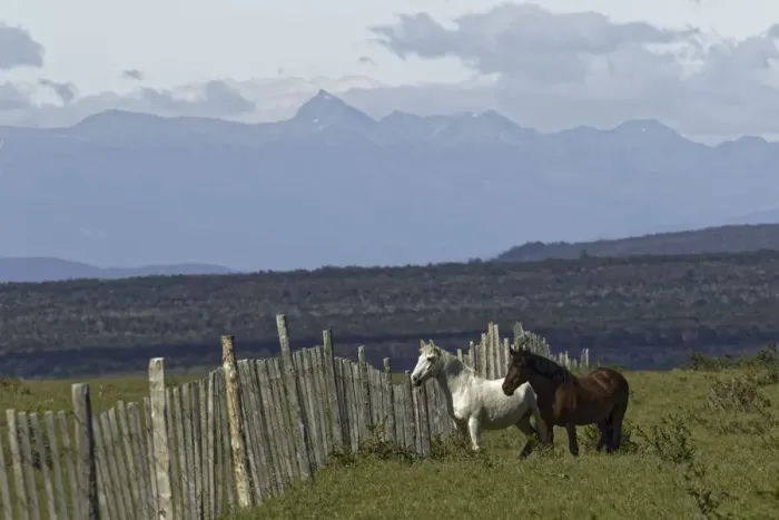 Framed Print : Horses, Tierra del Fuego, Chile, South AmericaPatagonia, Patagonia Framed Print : Horses, Tierra del Fuego, Chile, South AmericaPatagonia, Patagonia