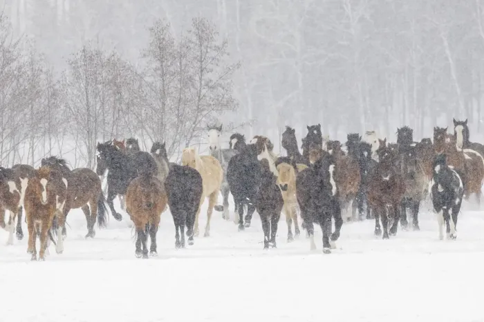 Framed Print : Horses during winter roundup, Kalispell, Montana Framed Print : Horses during winter roundup, Kalispell, Montana