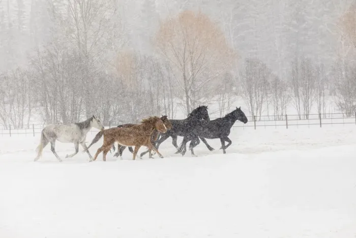 Framed Print : Horses during winter roundup, Kalispell, Montana Framed Print : Horses during winter roundup, Kalispell, Montana