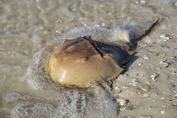 Horseshoe Crab, Honeymoon Island State Park, Dunedin, Florida, USA