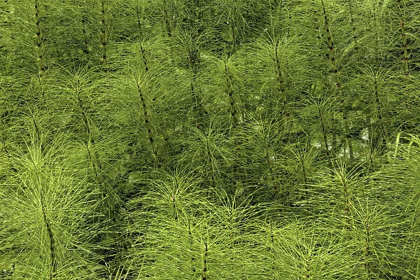 Horsetail ferns, Hoh Rainforest, Olympic National Park, Washington State