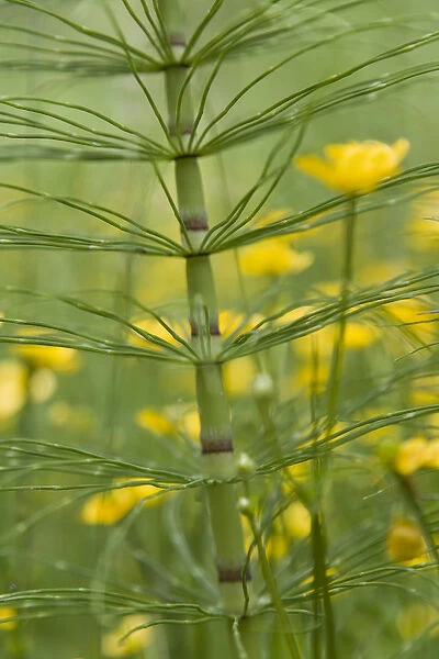 Horsetail plant and buttercup flowers. Credit as: Don Paulson  /  Jaynes Gallery  /  DanitaDelimont
