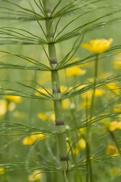 Framed Print : Horsetail plant and buttercup flowers. Credit as: Don Paulson  /  Jaynes Gallery  /  DanitaDelimont