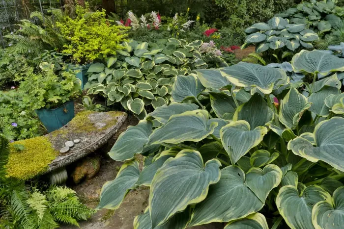 Framed Print : Hosta and bench summer gardening Sammamish, Washington State