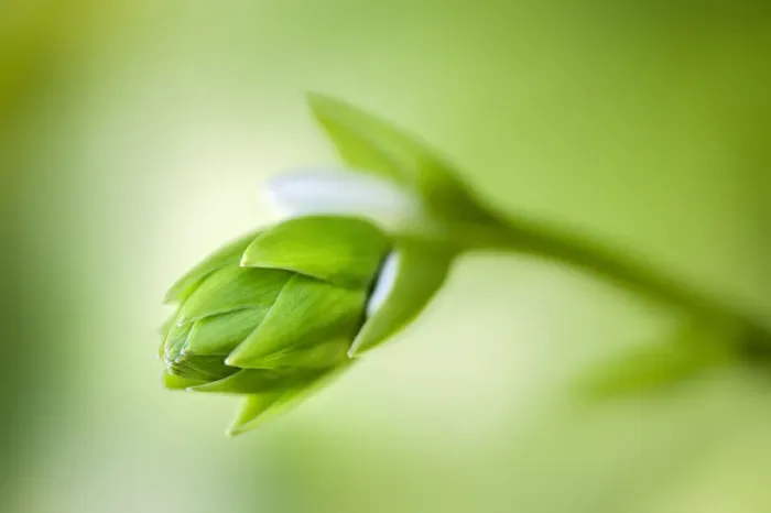 Framed Print : Hosta flower bud, USA Framed Print : Hosta flower bud, USA