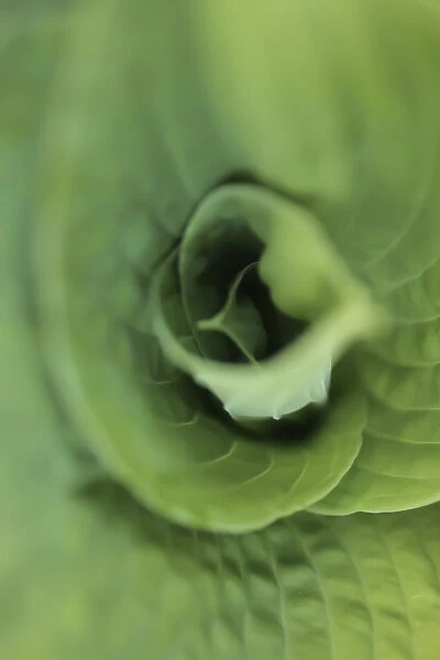 Hosta leaf detail