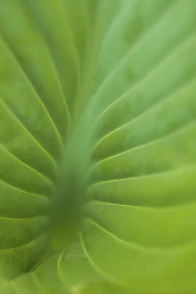 Hosta leaf detail