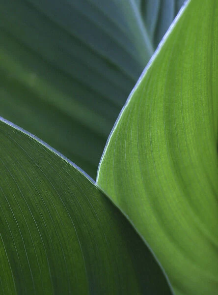 Hosta leaf abstract